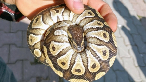 Asayiş uygulamasında cebinden yavru piton yılanı çıktı