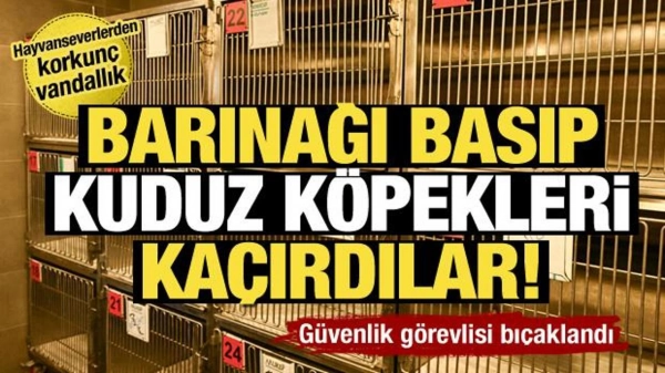 Ümraniye’de korkunç vandallık:Barınağı basıp zabıtayı bıçakladılar,285 hayvanı kaçırdılar!