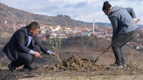 Çorum'da doğan her bebek için fidan dikilen köy