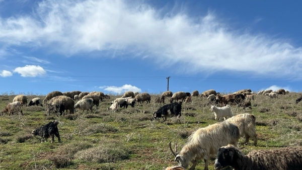 Hakkari'de besiciler yüksek maaşa rağmen çoban bulamamaktan yakındı