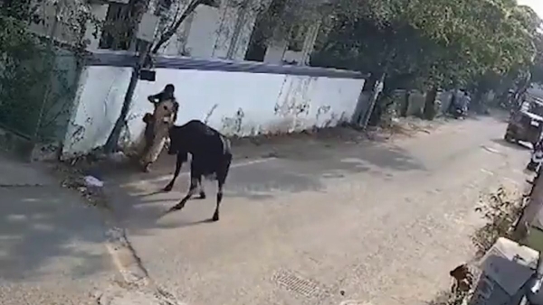 Hindistan'da anne ve çocuğuna inek saldırdı