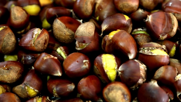 Kestanede 72 bin tonluk üretim bekleniyor