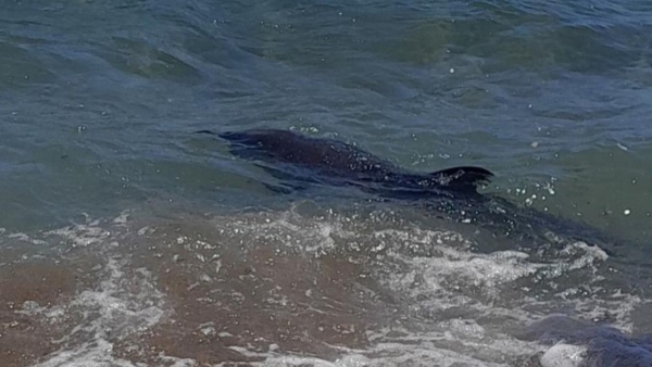 Mersin'de kıyıya vuran yunusu vatandaşlar kurtardı