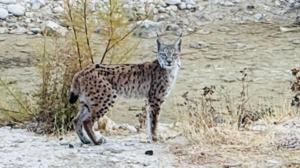 Nesli tükenme tehlikesi altında olan vaşak Malatya'da görüntülendi