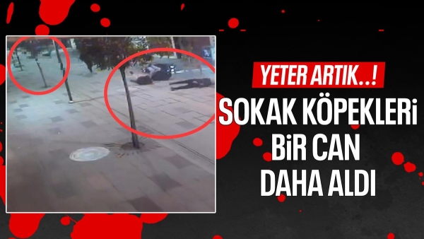 Ordu'da köpek saldırısından kaçan motosikletlinin çarptığı yaya öldü
