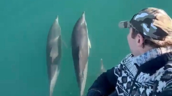 Rize'deki balıkçının denizdeki yoldaşları: Yunuslar