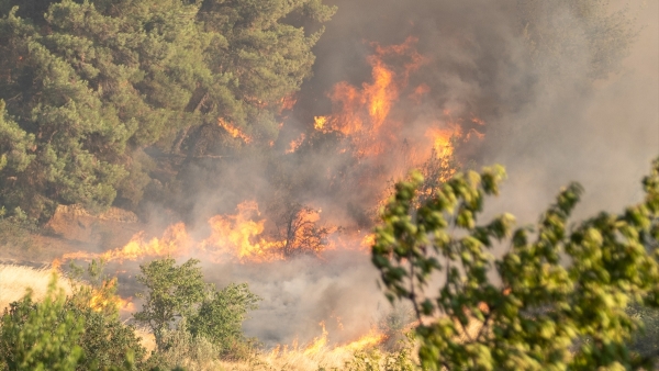 Sakarya'da orman yangını paniği: 2 mahalle tahliye edildi