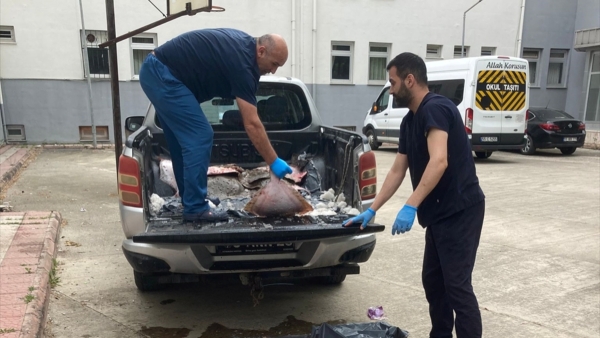 Samsun'da kaçak avlanan 6 ton kalkan balığı, ihtiyaç sahiplerine dağıtıldı