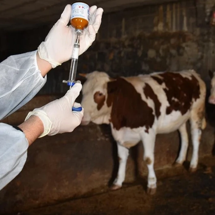 Güney Afrika'ya dev aşı sevkiyatı: Türkiye'den 2 milyon doz şap aşısı ulaştı!