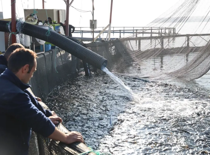 Kırşehir'deki somon mucizesi: Denizden uzakta yetişen balık Rusya ve Çin'e ihraç ediliyor