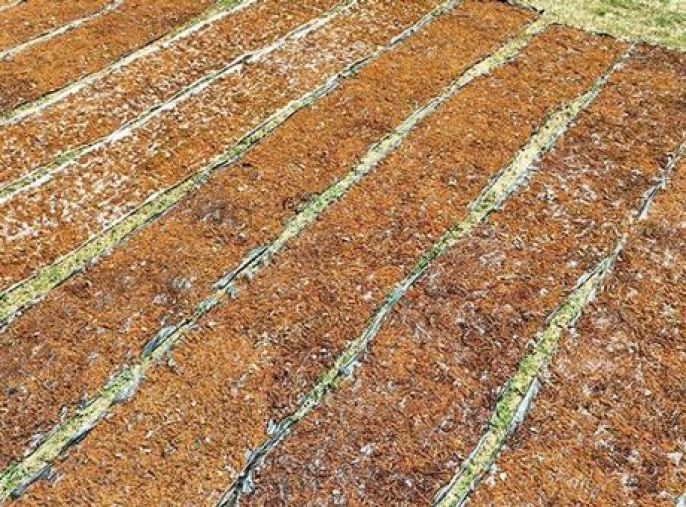 Kuru üzüm, incir ve kayısıda zorlu rekolte beklentisi