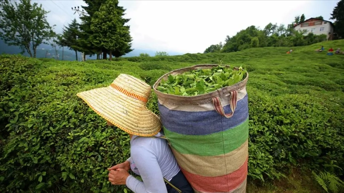 Lipton, Rize'deki üretimini durdurdu: 39 yıllık devir!