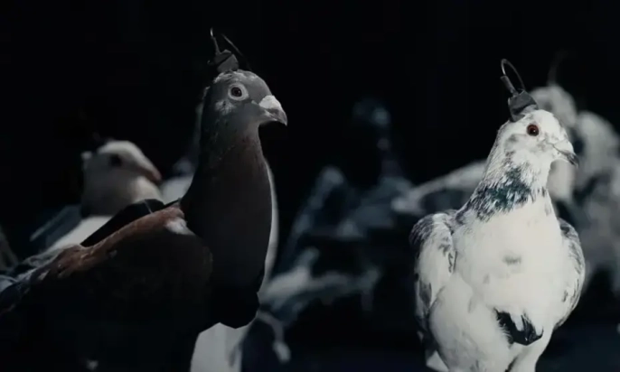 Rusya'nın şok biyo-drone'ları: Casusluk için nöro-kontrollü güvercin ordusu