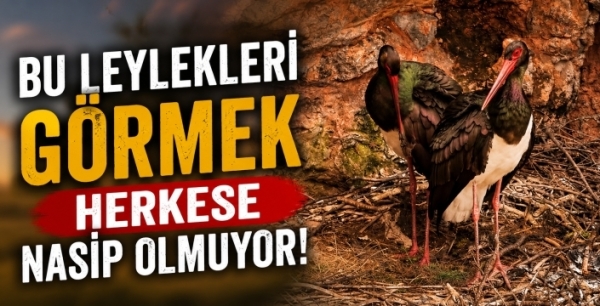 Bu leylekleri görmek herkese nasip olmuyor!
