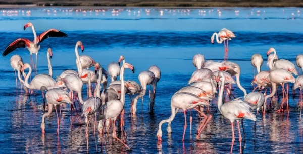 Düden Gölü'nde flamingo manzaraları