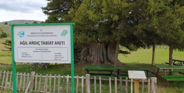 Hz. İsa döneminden günümüze kadar gelen tek canlı