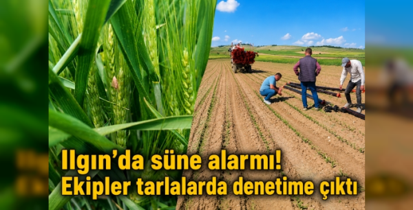 Ilgın'da süne alarmı! Ekipler tarlalarda denetime çıktı