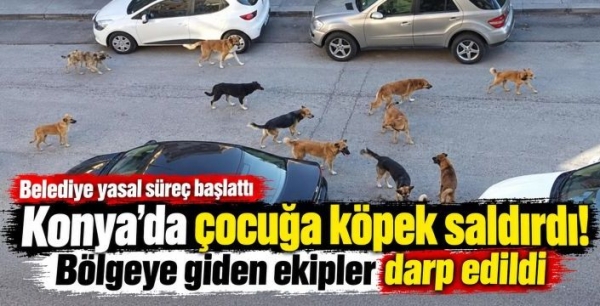 Konya’da belediye çalışanları darp edildi! Köpek ihbarı sonrası yasal süreç