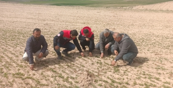 Konya’da dikkat çeken üretim: Bu bitkiden jet yakıtı üretilebilecek