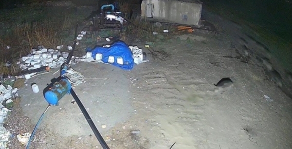 Konya’da korkutan görüntü! Domuz sürüsü yerleşim alanına indi