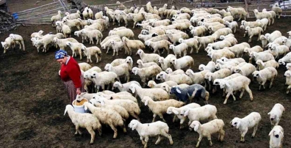 Konya’da küçükbaşa büyük destek: Başvurular başladı
