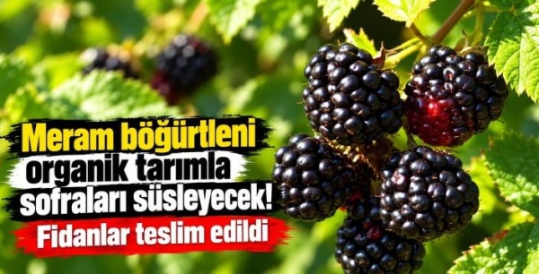 Konya’da organik tarımı geliştirecek proje: Fidanlar teslim edildi