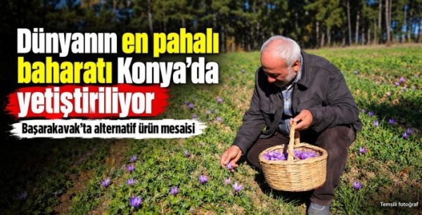 Konya’da safran yetiştiriciliğine yakın takip: Üreticinin sorunları yerinde dinlendi