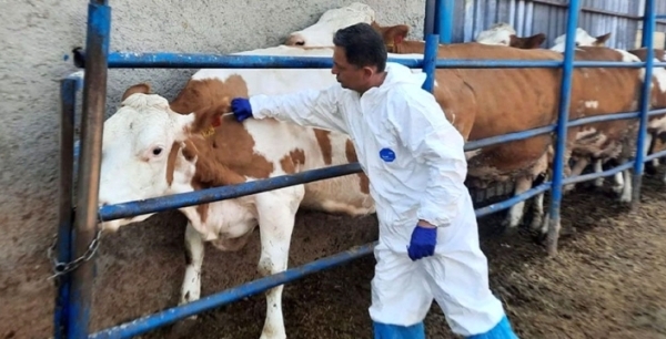 Konya’da şap alarmı: Bir mahalle ve çevresi karantinaya alındı