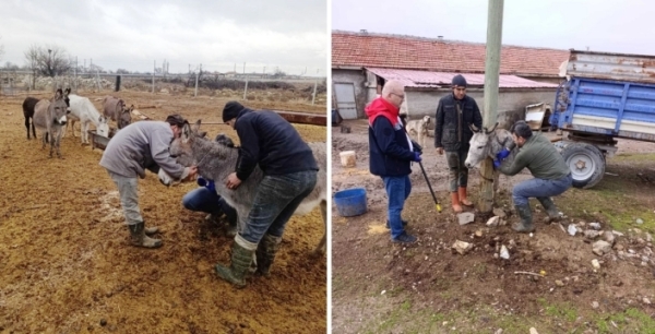 Konya'daki eşekler 'Afrika At Vebası'na karşı taranıyor