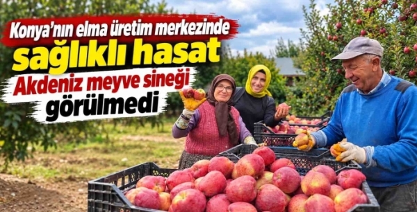 Konya’nın elma üretim merkezinde sağlıklı hasat