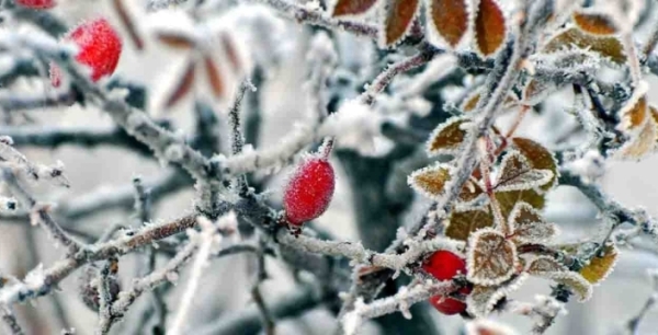 Meteoroloji’den Konya’ya kritik uyarı: Zirai don vuracak!