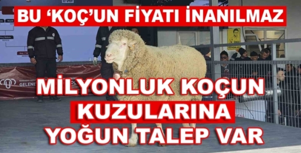 Milyonluk koçun kuzuları için Türkiye genelinden yoğun talep