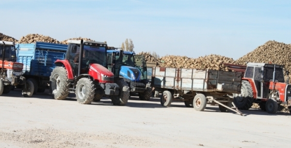 Pancar alımlarında yoğunluk yaşanıyor