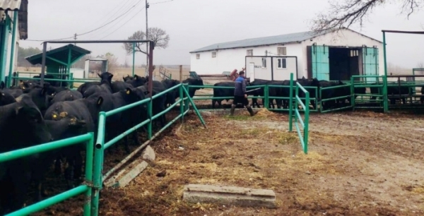 Sarayönü’nde hayvan sağlığı çalışmaları aralıksız sürüyor