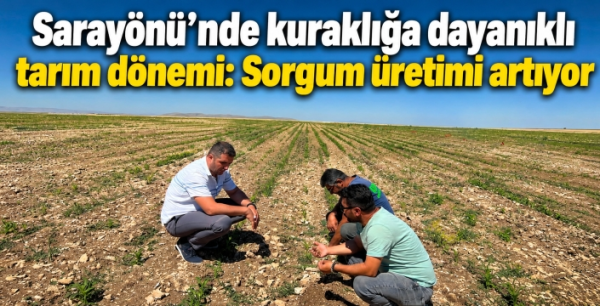 Sarayönü'nde kuraklığa dayanıklı tarım dönemi: Sorgum üretimi artıyor