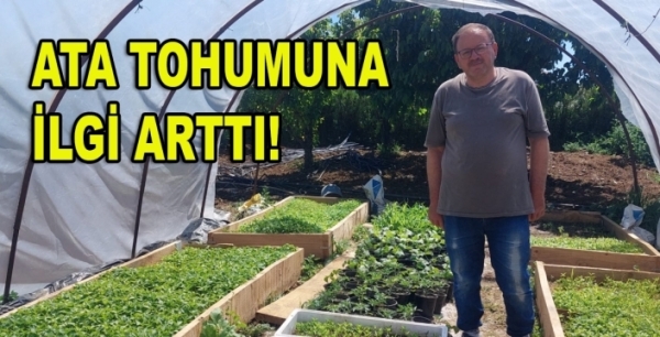 Sebze fidesi sezonu başladı, Ata Tohumuna ilgi arttı!