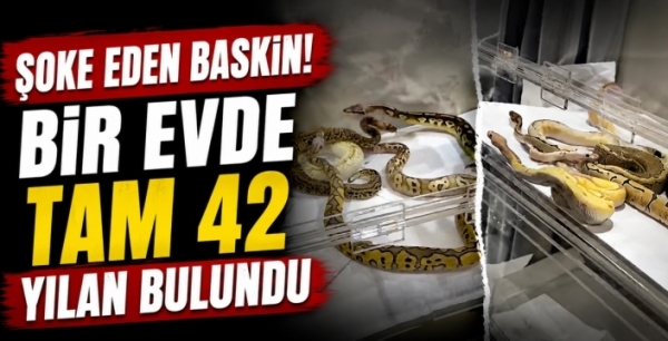 Şoke eden baskın! Bir evde tam 42 yılan bulundu