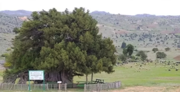 Türkiye'nin en yaşlı ağacı Konya’da bulunuyor
