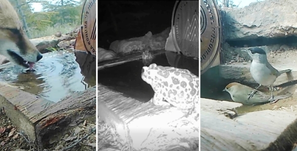 Yaban hayatı için su pınarları yakın takip altında