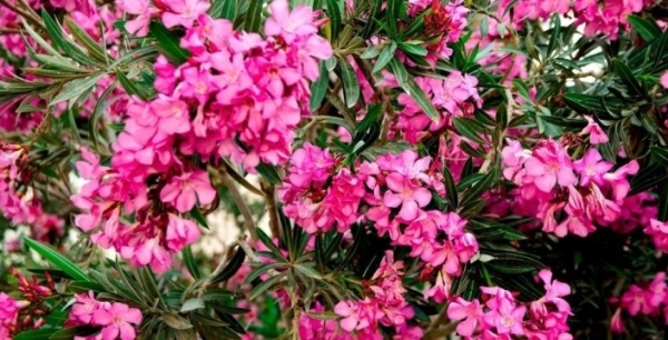 'Zıkkımın kökünü ye' ne demek