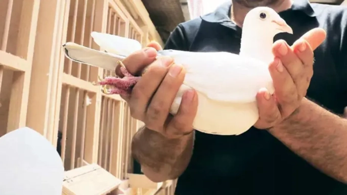 Sosyal medyadaki gizli mezatlar patladı: 6 ayda 500 milyon liralık vergi kaçırıldı!