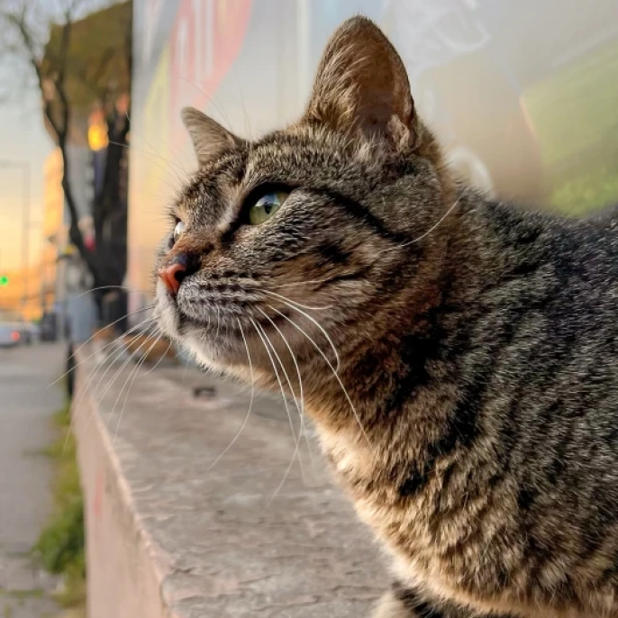 Vietnam'da tüyler ürperten operasyon: 400 kedi kurtarıldı, 80'i ölü bulundu!